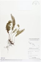 登錄號:BP01244藏品圖，第1張