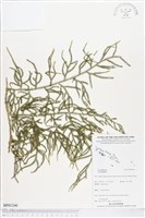 登錄號:BP01246藏品圖，第1張