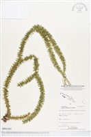 垂枝石松、垂枝馬尾杉藏品圖，第1張