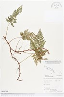 陰石蕨藏品圖，第1張