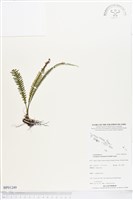 登錄號:BP01249藏品圖，第1張