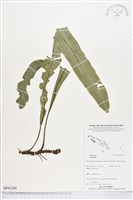 登錄號:BP01250藏品圖，第1張