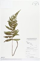 登錄號:BP01251藏品圖，第1張