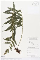 登錄號:BP01252藏品圖，第1張