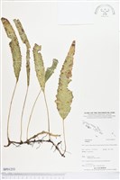 登錄號:BP01253藏品圖，第1張