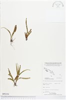 登錄號:BP01254藏品圖，第1張