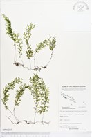 登錄號:BP01255藏品圖，第1張