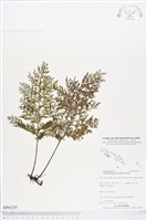 大葉瓶蕨藏品圖，第1張