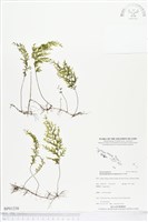 登錄號:BP01258藏品圖，第1張