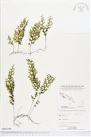 登錄號:BP01259藏品圖，第1張