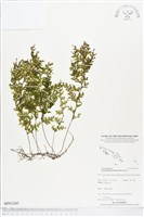 蕗蕨藏品圖，第1張