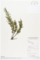 穴子蕨藏品圖，第1張