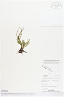 登錄號:BP01262藏品圖，第1張