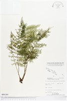 毛桿蕨藏品圖，第1張