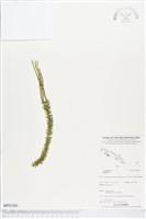 登錄號:BP01265藏品圖，第1張
