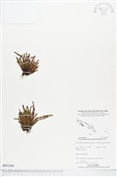 登錄號:BP01266藏品圖，第1張