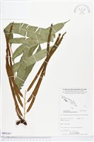 登錄號:BP01267藏品圖，第1張