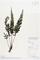 菲律賓厚葉蕨藏品圖，第1張