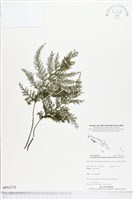 登錄號:BP01270藏品圖，第1張