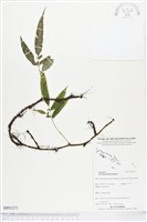 登錄號:BP01271藏品圖，第1張