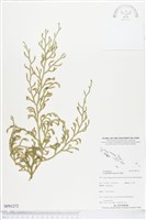 過山龍藏品圖，第1張