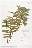 毛葉腎蕨藏品圖，第1張