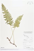 馬來陰石蕨藏品圖，第1張