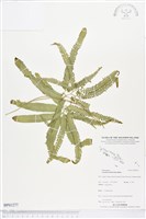 登錄號:BP01277藏品圖，第1張