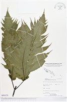 登錄號:BP01279藏品圖，第1張