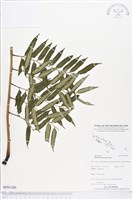 登錄號:BP01280藏品圖，第1張