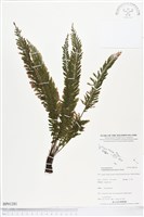 登錄號:BP01281藏品圖，第1張