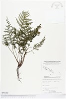 登錄號:BP01282藏品圖，第1張