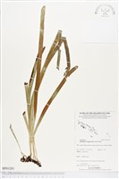 登錄號:BP01283藏品圖，第1張