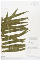 登錄號:BP01284藏品圖，第1張