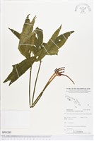 錫蘭七指蕨藏品圖，第1張