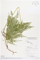 登錄號:BP01287藏品圖，第1張