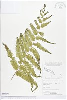 登錄號:BP01291藏品圖，第1張