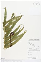 登錄號:BP01292藏品圖，第1張