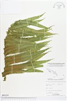 登錄號:BP01293藏品圖，第1張