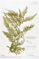 登錄號:BP01294藏品圖，第1張