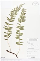 登錄號:BP01296藏品圖，第1張