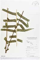 登錄號:BP01298藏品圖，第1張