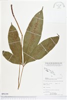 登錄號:BP01299藏品圖，第1張