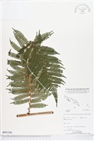 登錄號:BP01300藏品圖，第1張