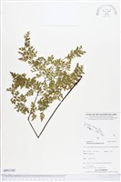 大羽鐵角蕨藏品圖，第1張