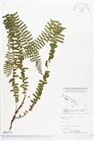 登錄號:BP01302藏品圖，第1張