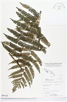 登錄號:BP01303藏品圖，第1張