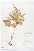 登錄號:BP01304藏品圖，第1張