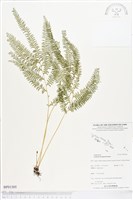 登錄號:BP01305藏品圖，第1張