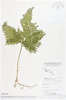 登錄號:BP01306藏品圖，第1張